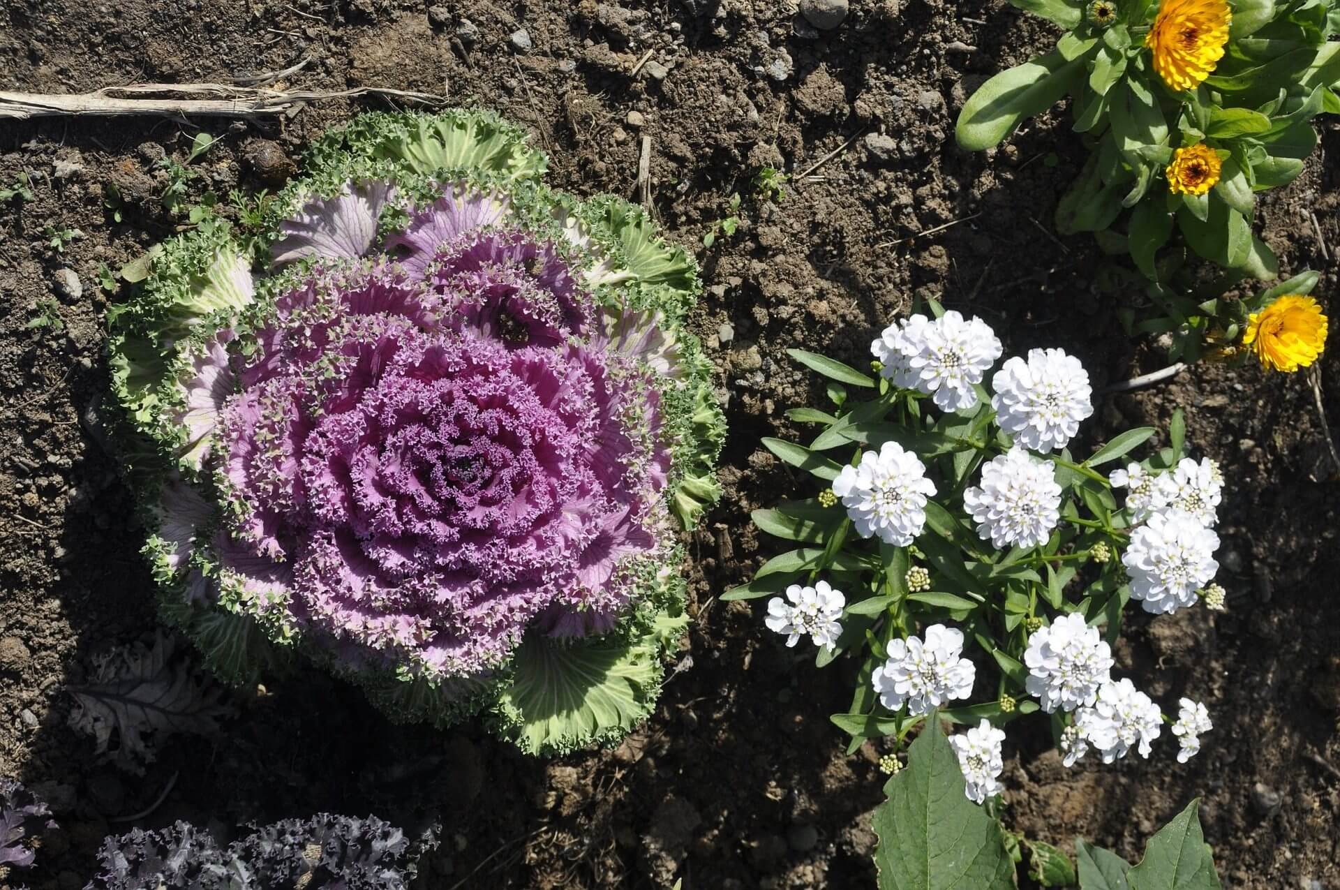 Outdoor Makeover : Gardening Tips: Mixing Flowering Plants with Your Vegetables