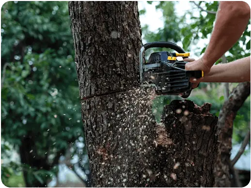 Outdoor makeover: Tree-Removal-Services-About