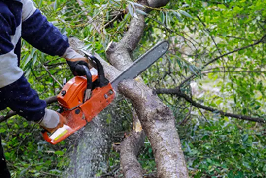 Outdoor makeover: Tree-Removal-Services-Safe-Removal