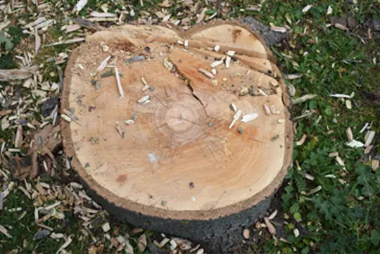 Outdoor makeover: Tree-Removal-Services-Stump-Grinding