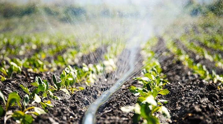 Outdoor Makeover: Drip Irrigation Ideas