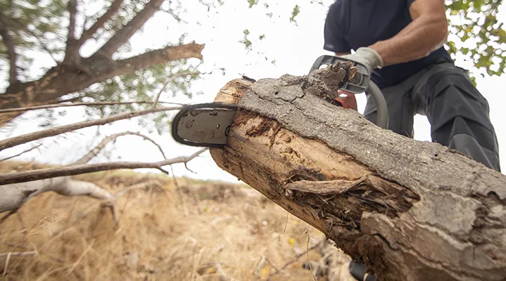 Tree-Removal-and-Cutting-Services