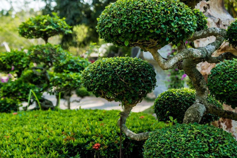 decorative trees in backyard