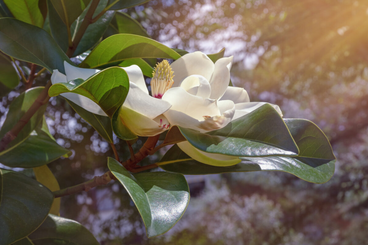 Evergreen Plant Selections for Atlanta: Southern Magnolia Tree Blossom 