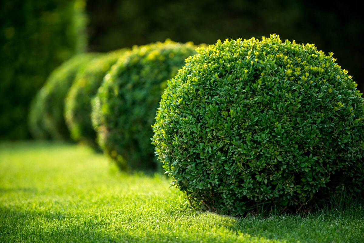 Evergreen Plant Selections for Atlanta: Boxwood Bushes